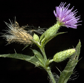 נחל דן, אוגוסט. צילום: © יהודה מרטה