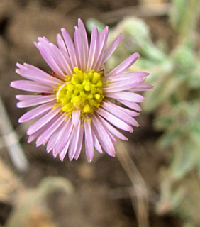 צילום: © יואב גרטמן