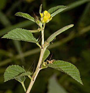 צילום: © יהודה מרטה