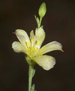 בגן של אילן טל, 7-09. צילום: © יהודה מרטה
