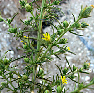 ליד כרמיאל, נובמבר. צילום: © יואב גרטמן