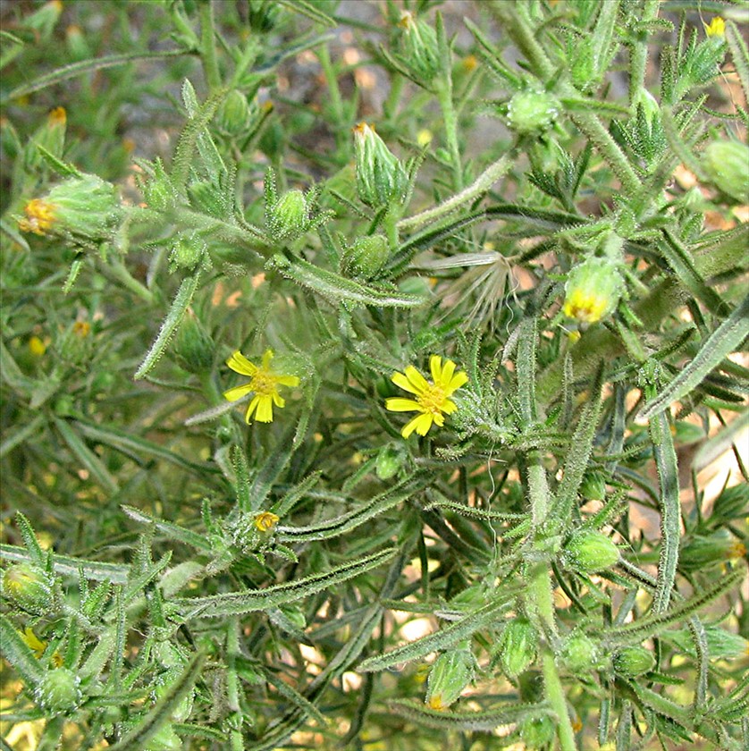 במבט קרוב. צילום: יואב גרטמן