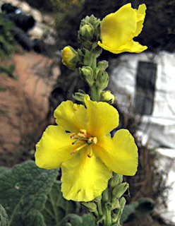 הגן הבוטני ירושלים, נובמבר. צילום: © שרה גולד