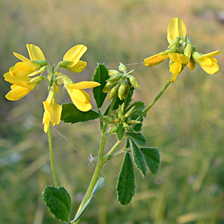 גליל, יוני. צילום: © יואב גרטמן