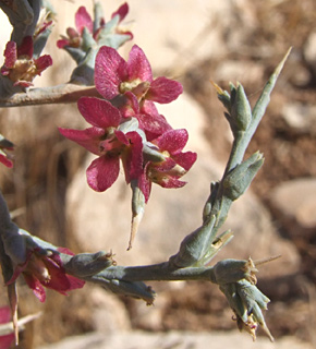 נחל תקוע, נובמבר. צילום: © שרה גולד