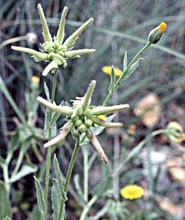 צילום: © עמיקם שוב