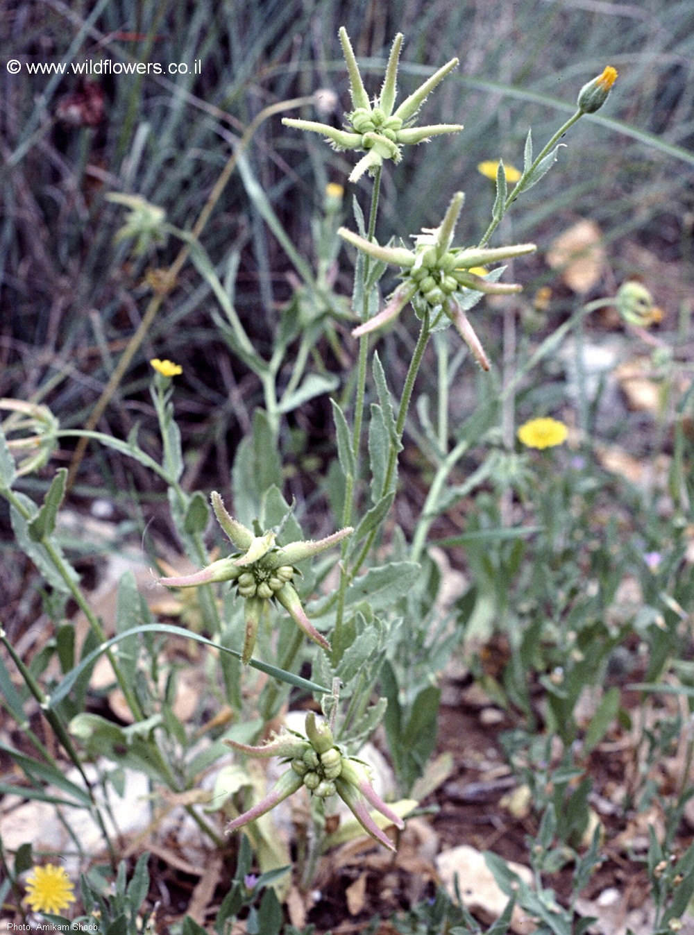 מראה כללי. צילום: עמיקם שוב
