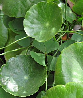 גן בוטני ירושלים, נובמבר. צילום: © שרה גולד