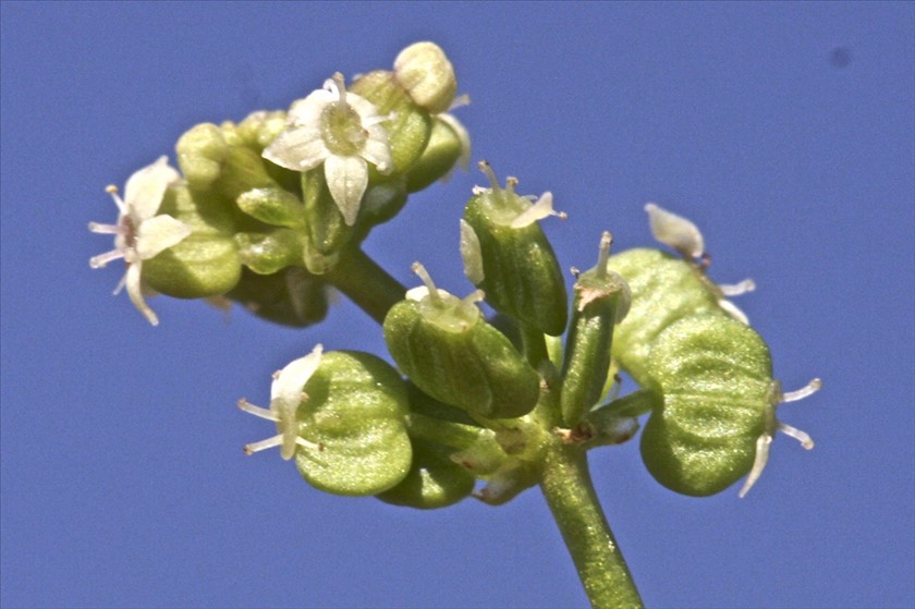 פירות. צילום: שמעון כהן-סיוון