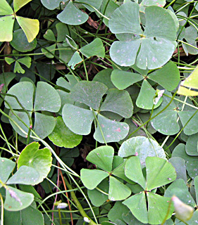 גן בוטני, נובמבר. צילום: © שרה גולד