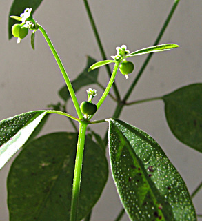 שרון, נובמבר. צילום: © ערגה אלוני