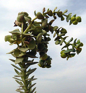 חיפה. צילום: © שמעון כהן-סיוון