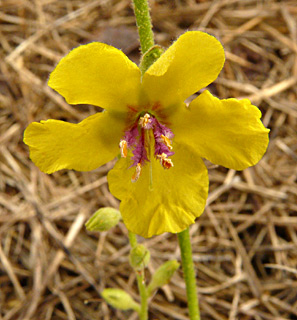 נובמבר. צילום: © שמעון כהן-סיוון
