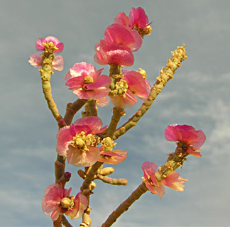 ערבה, נובמבר, צילום: © מורי חן