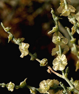 באר שבע, ינואר. צילום: אלי ליבנה