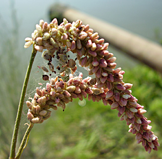 עמק עכו. צילום: © שמעון כהן-סיוון