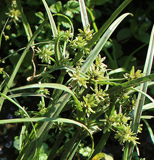 עין דבשה, 9-2016. צילום: © איתן שפירא