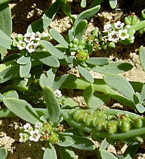 צילום: © שמעון כהן-סיוון