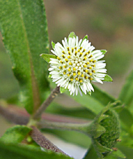 צילום: שמעון כהן-סיוון