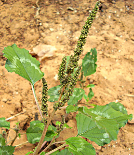 ירבוז מבריק, צילום: © שמעון כהן-סיוון 