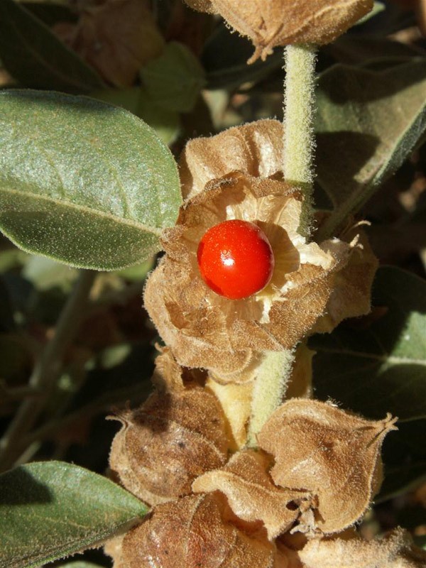 פרי וזרע בהגדלה. צילום: שרה גולד