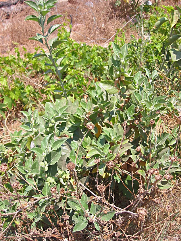 הצמח בנוף. צילום: שרה גולד