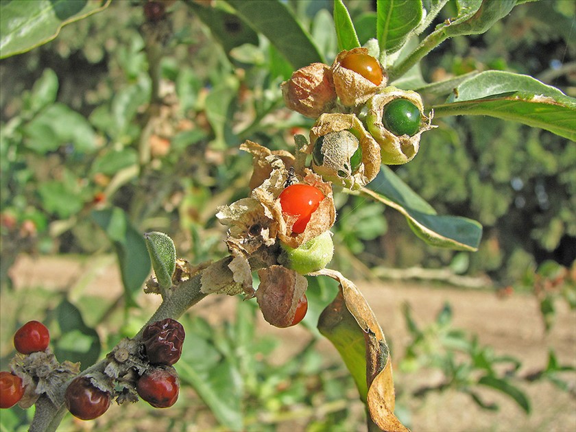 פירות בדרגות הבשלה שונות. צילום: נעם עביצל