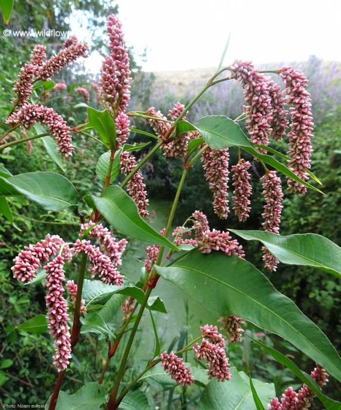 העלים רחבים ומחודדים בקצה. צילום: נעם עביצל
