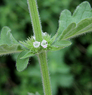 כף-זאב אירופית, צילום: © שרה גולד