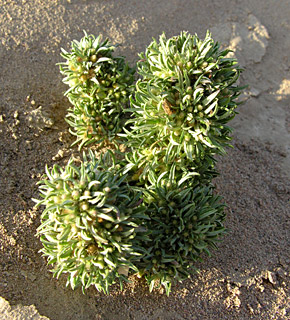 ערבה , צילום: © מורי חן