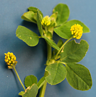 דצמבר. צילום: © דרור מלמד