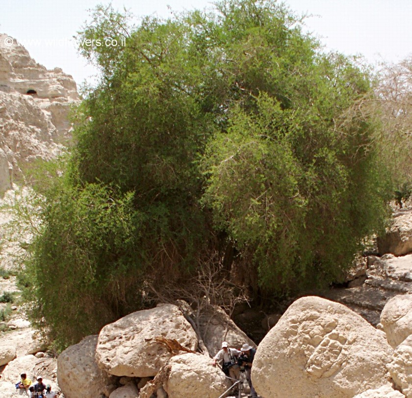 עץ בעין גדי. צילום: עמרם אשל