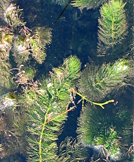 נחל הקיבוצים, דצמבר. צילום: © ערגה אלוני