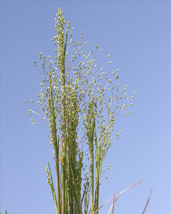 תפרחת. צילום: שרה גולד