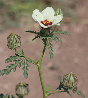 במושב אחיסמך בגינה מושקית, 6-2018. צילום: © שרה גולד