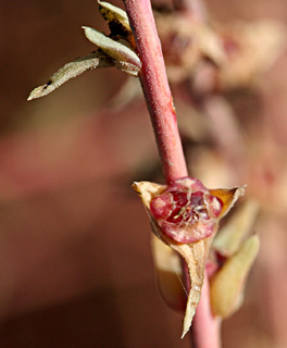 ליד כפר חסידים, אוקטובר. צילום: © שמעון כהן-סיוון 