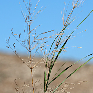 נחל ציפורי, אוקטובר. צילום: © שמעון כהן-סיוון
