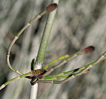 צומת גילעם (כפר אתא), אוקטובר. צילום: © שמעון כהן-סיוון