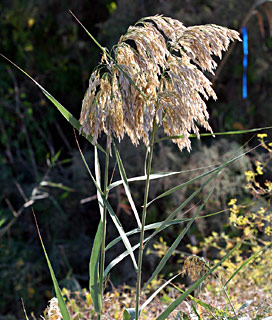 שדות יגור ליד יובל של הקישון, אוקטובר. צילום: © שמעון כהן-סיוון