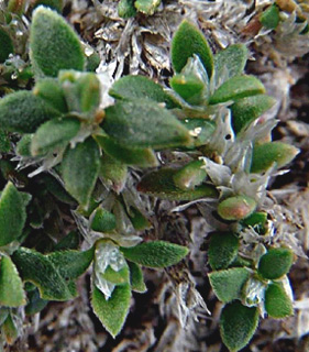 צילום: © שמעון כהן-סיוון
