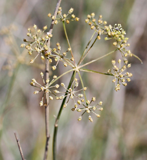 ניר עם, 24-2-10. צילום: © שרה גולד