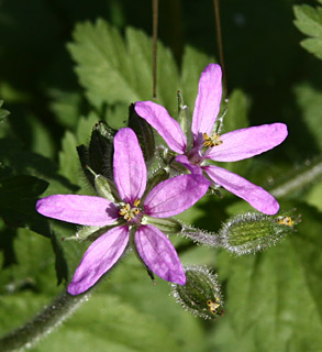 מרכז, ינואר. צילום: © דרור מלמד