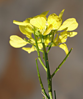 תל אביב, ינואר. צילום: © דרור מלמד