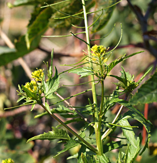 רמת השרון, ינואר. צילום: © דרור מלמד