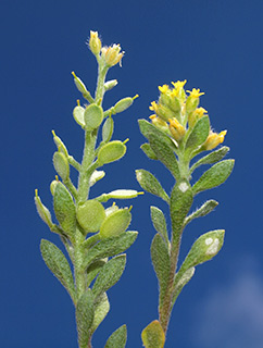 גבעת המורה, 3-2017. צילום: © דרור מלמד