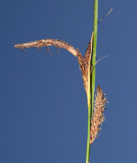 כרמל, 5-2012, צילום: © דרור מלמד