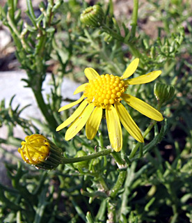 נגב, ינואר. צילום: © שרה גולד