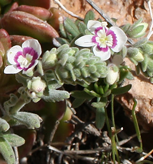 חרמון, 14-5-09. צילום: © ערגה אלוני