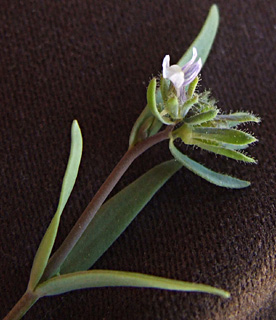 עמק האלה, פברואר. צילום: © שרה גולד