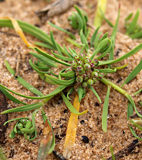 שרון, פברואר.    שרון, פברואר
© כל הזכויות שמורות לצלמים ולאתר צמח השדה.
תמונות נוספות:
שרוכנית החוף בהגדלה   הצמחים בנוף   תפרחת בהגדלה  
